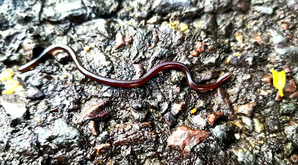 Eksemplar fra familien Typhlopidae.