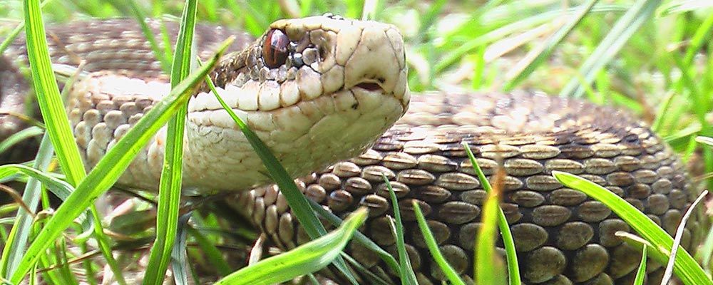 Huggorm
