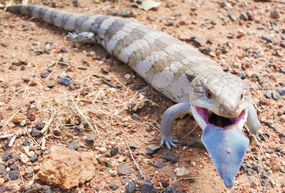 Østlig blåtungeskink