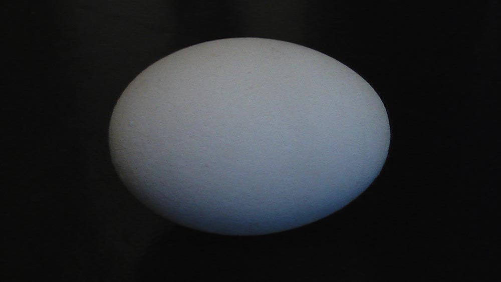 Alligatoregg