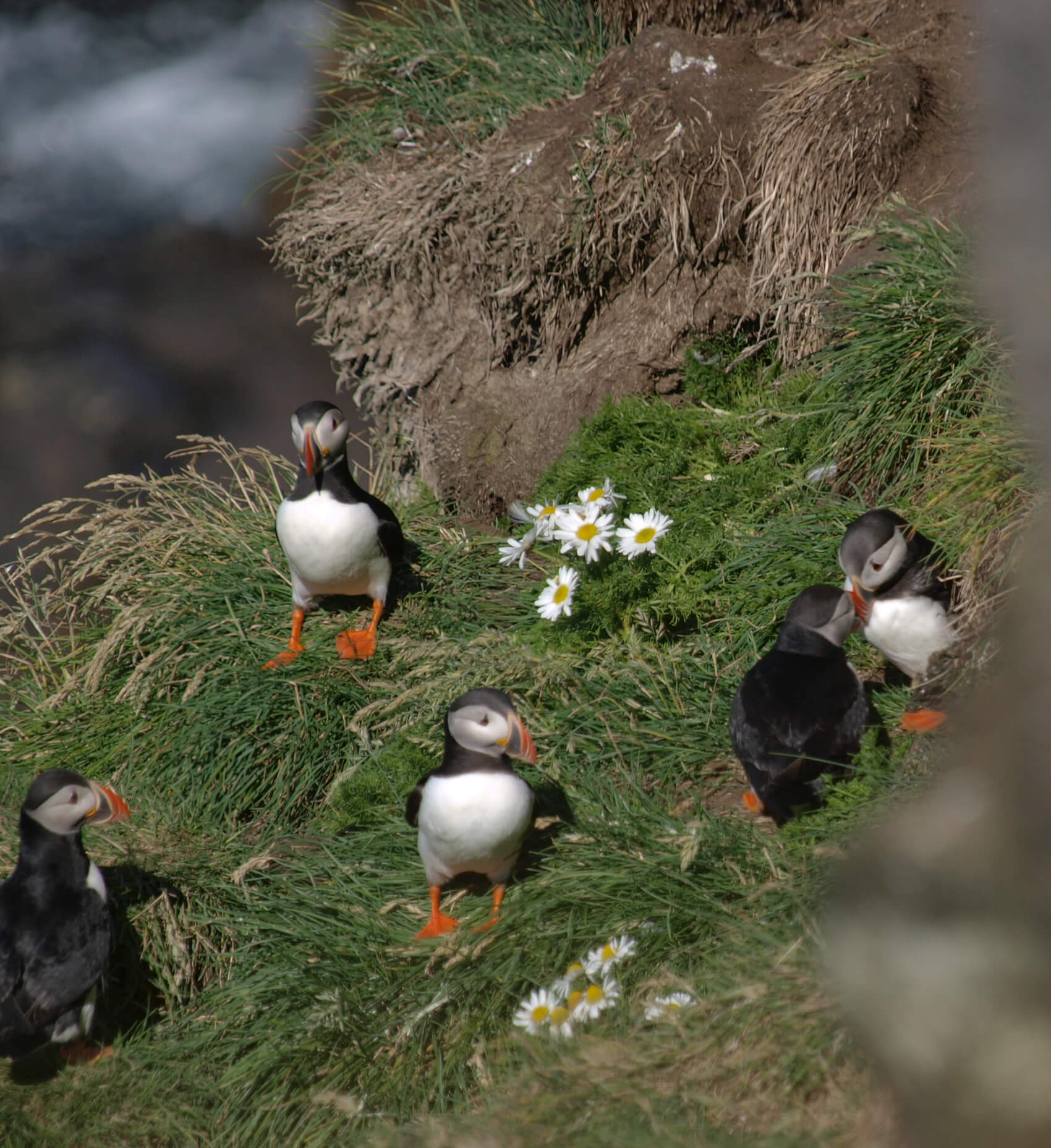 Puffin sanctaury