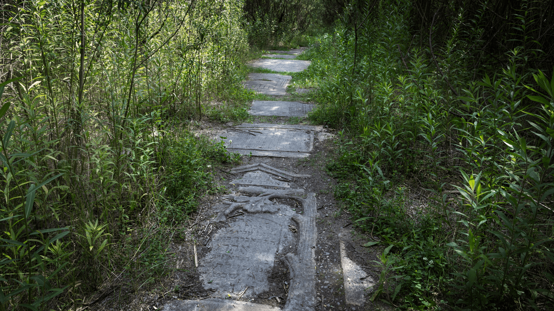 Old stone path through dense greenery at Kraków’s Plaszów camp