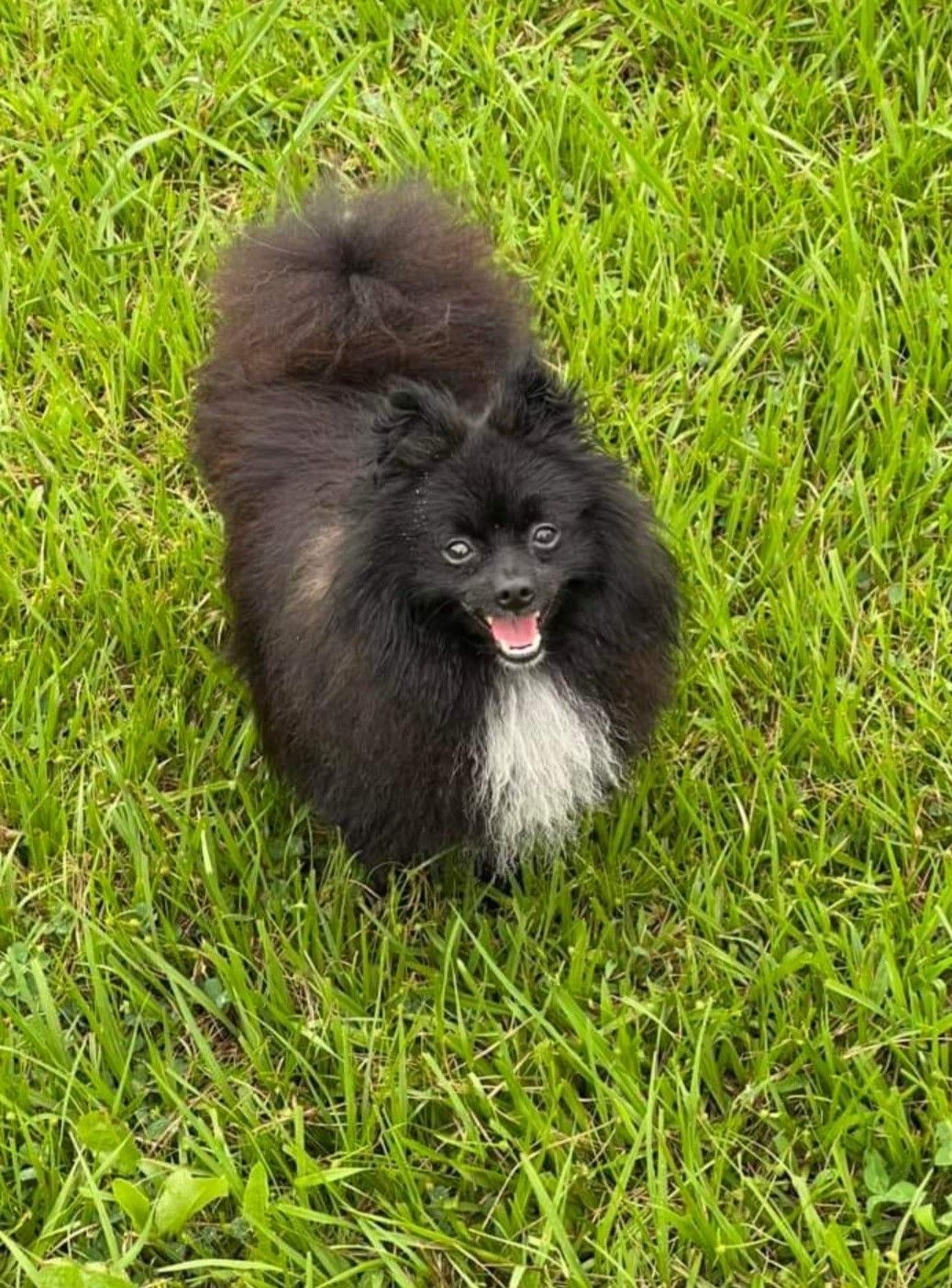 A black and white pomeranian dog is standing in the grass.