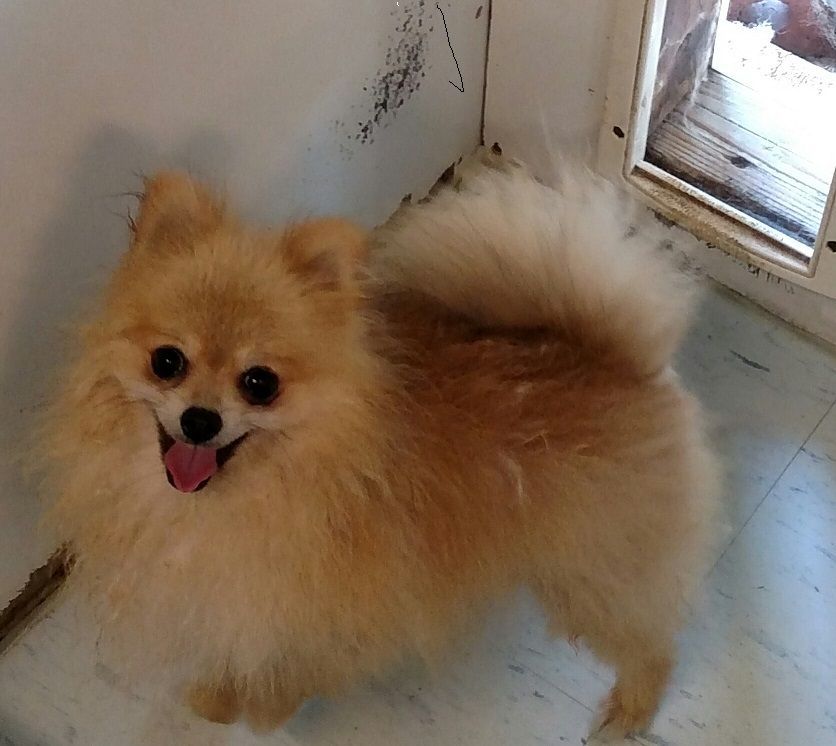 A pomeranian dog is standing in front of a door