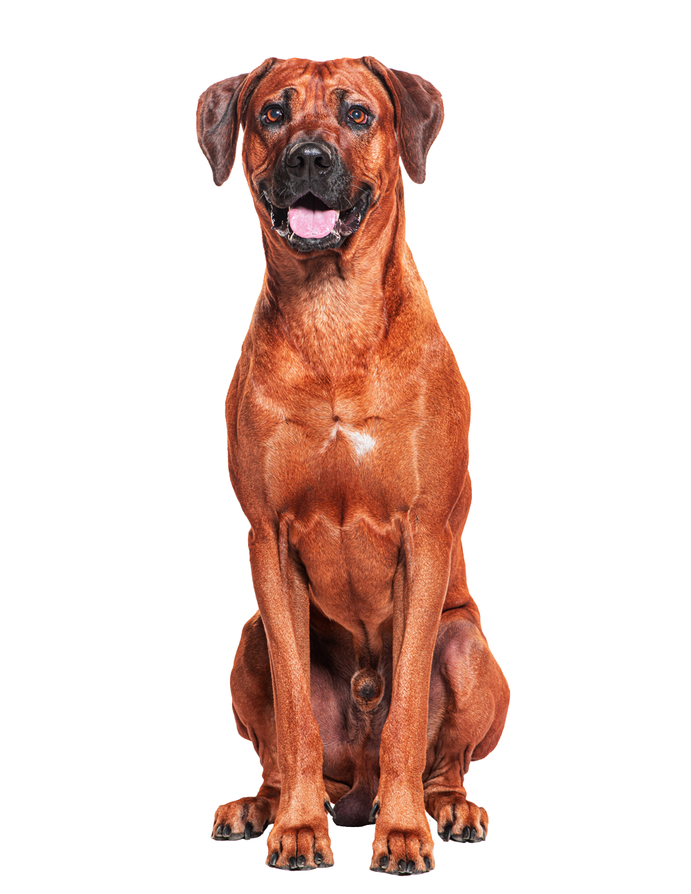 Large Dog