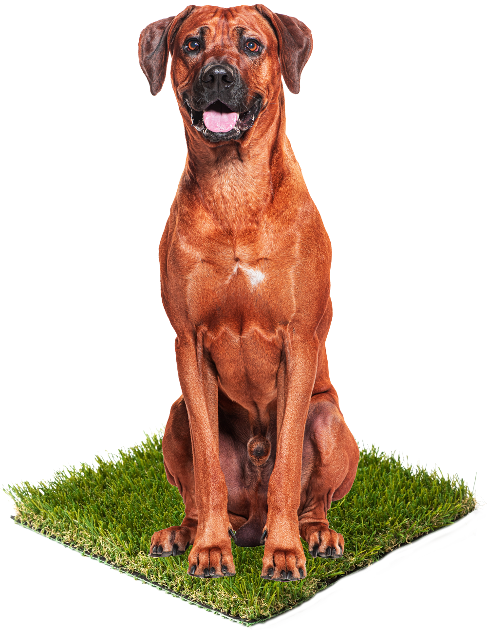 A brown dog with a black muzzle sits on a small square of green grass against a white background.