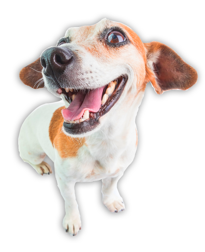 Happy Dog