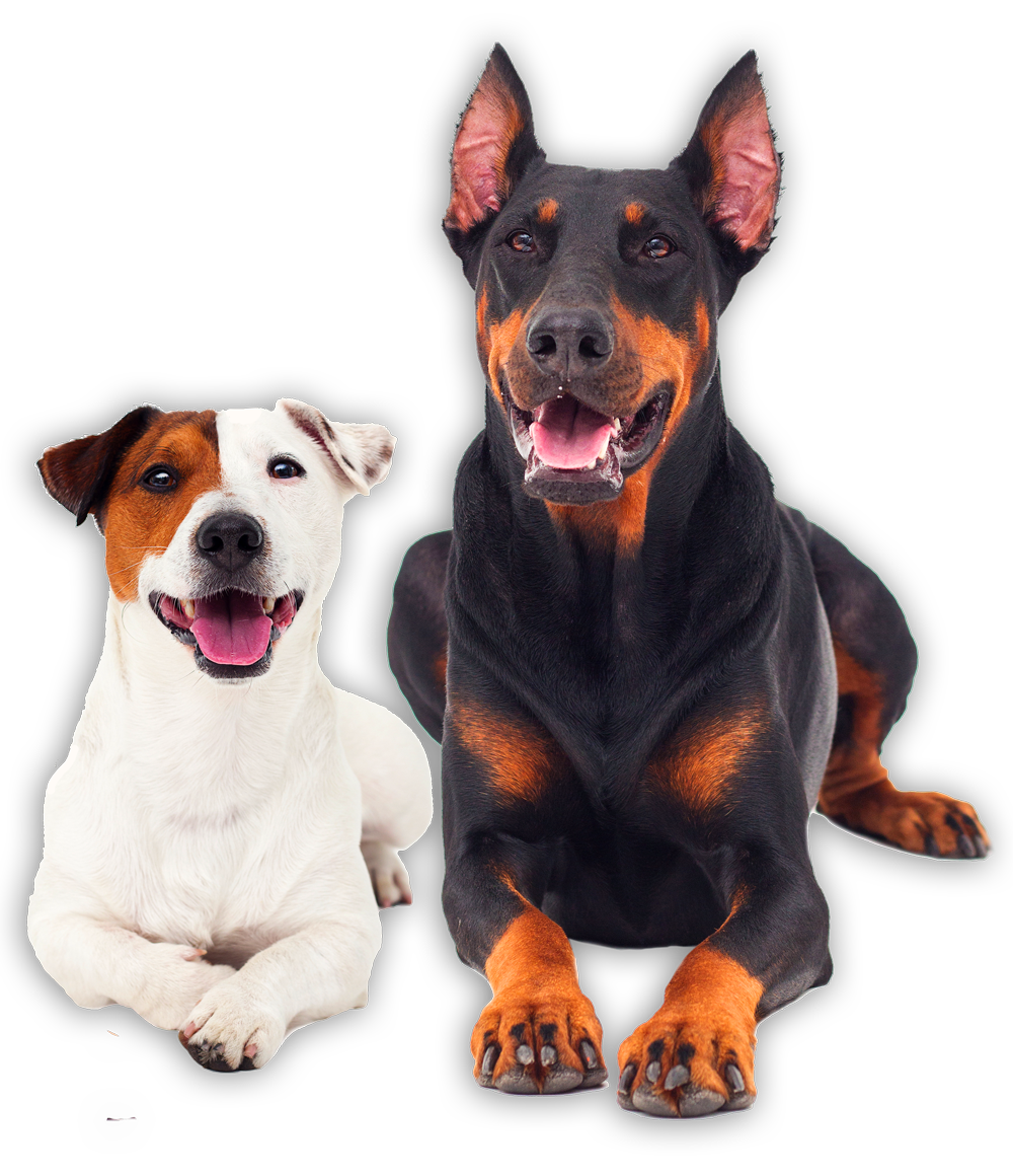 Two Large Dogs