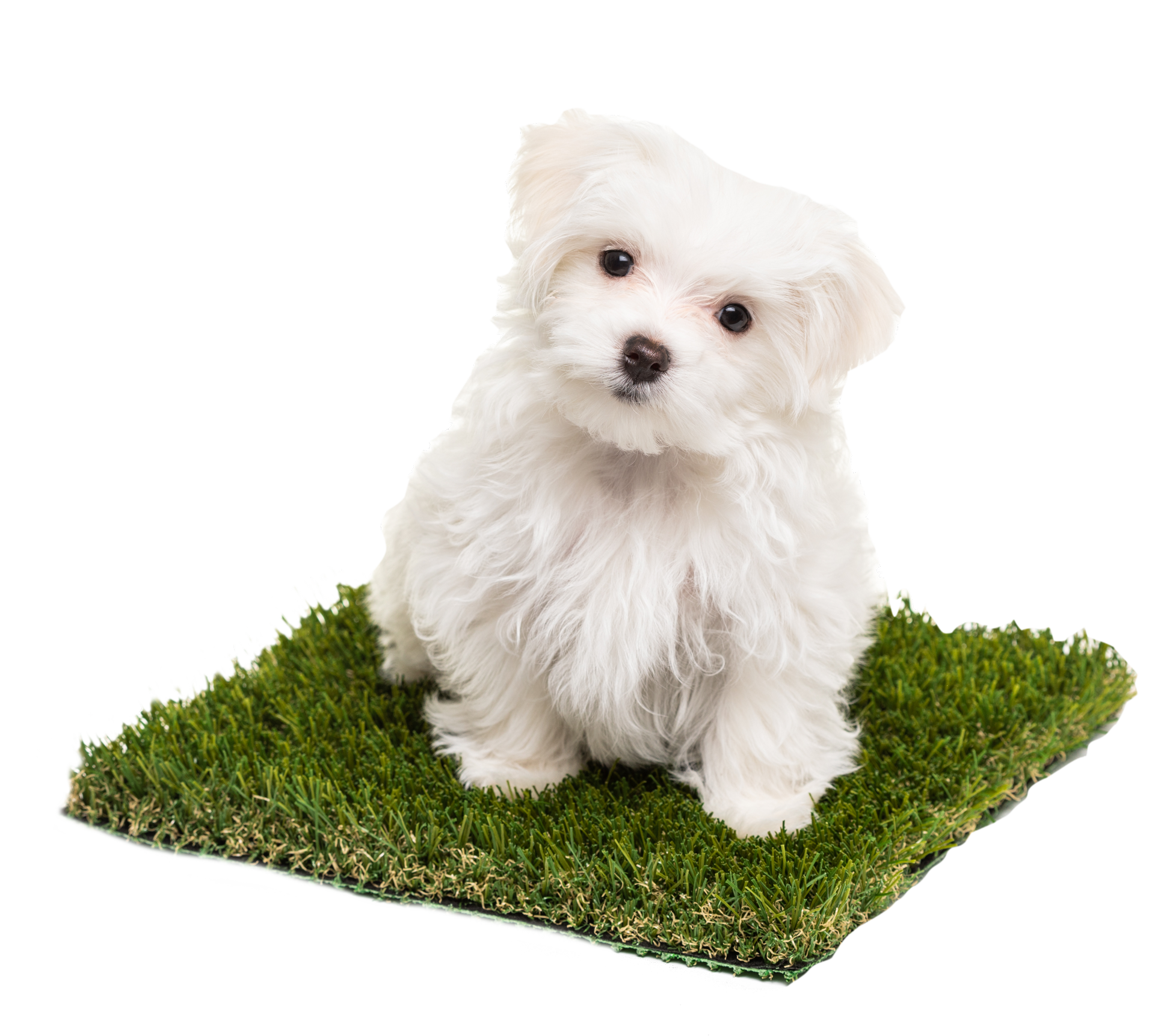 A fluffy white puppy sitting on a small, square patch of artificial green grass against a white background.