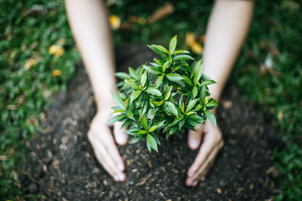 Planting a sapling in a garden in Burbage