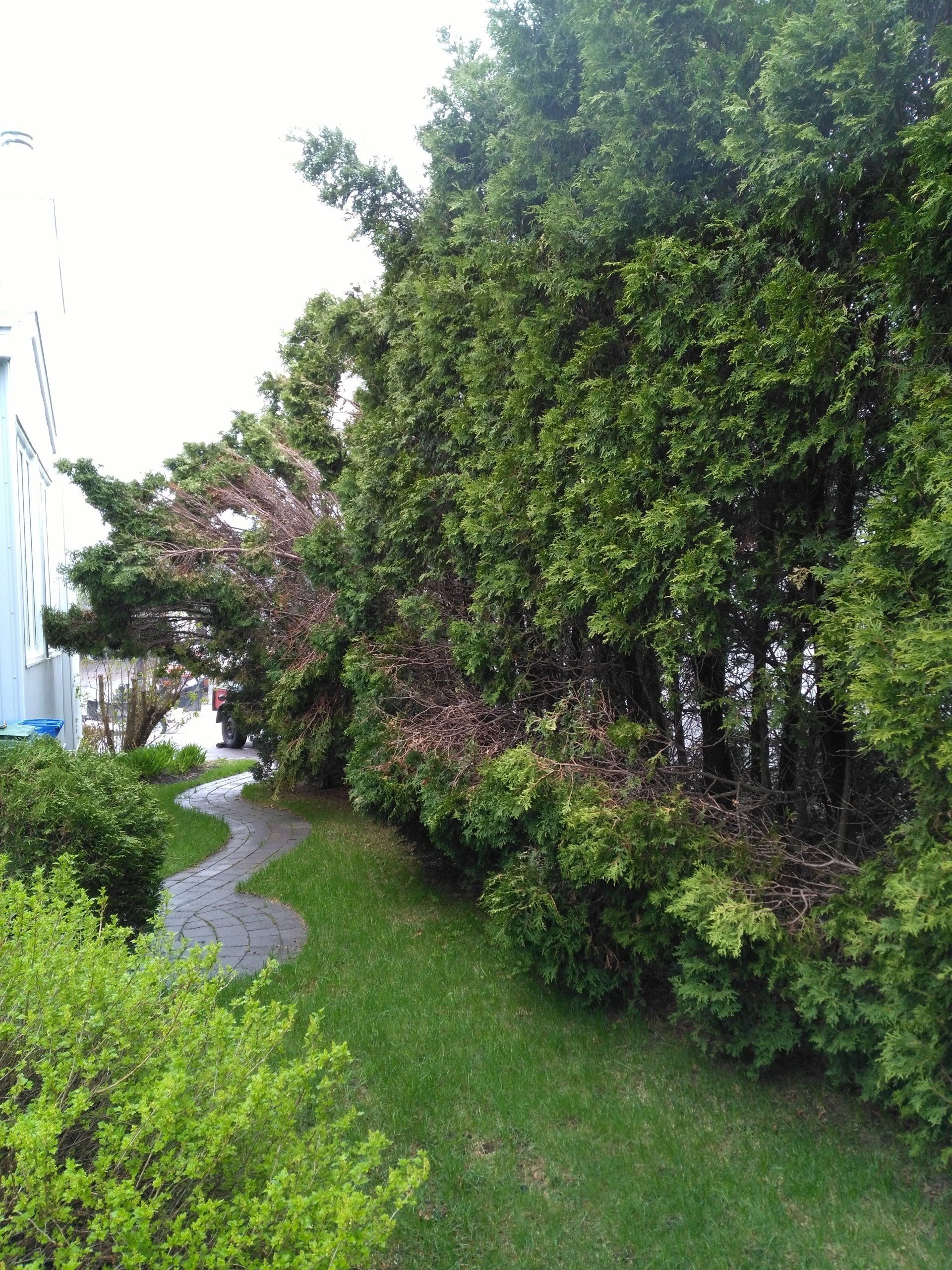 Allée de jardin verdoyante bordée de grands arbres et d'arbustes, avec de l'herbe et un bâtiment sur la gauche.
