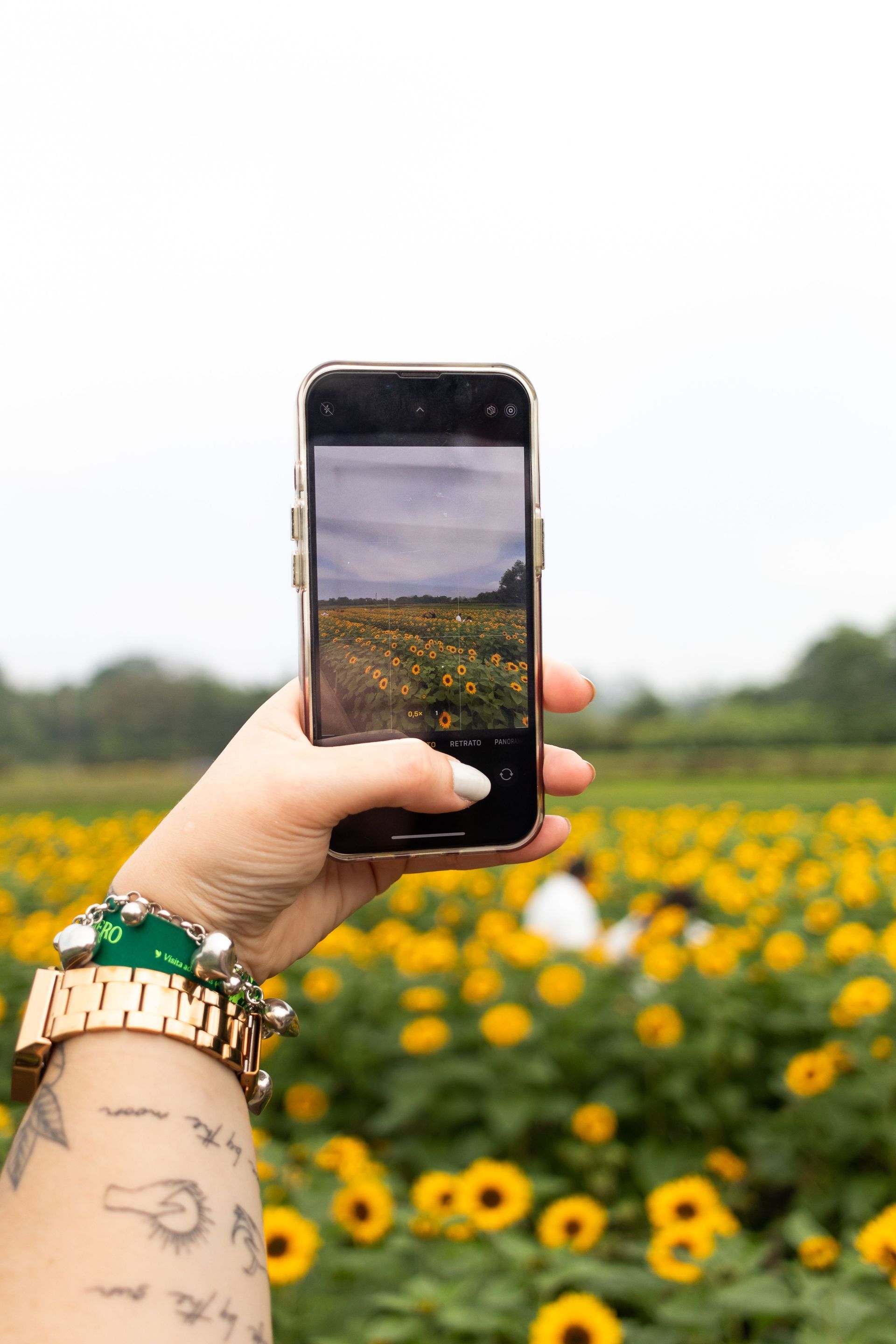 Hand holding a smartphone to photograph a yellow flower field on a cloudy day