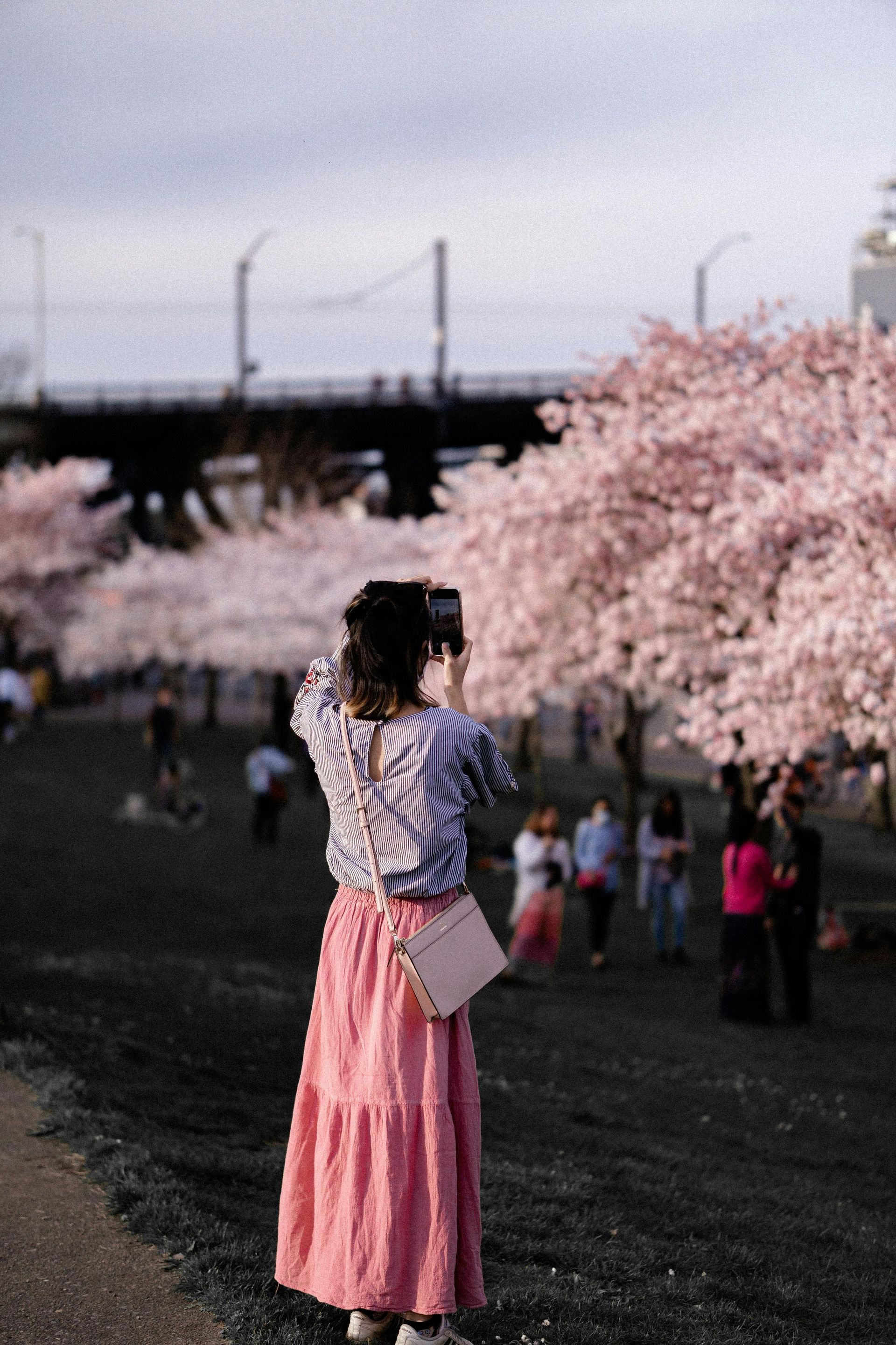Woman in a pink skirt stands by cherry blossoms beside a river, facing a bridge.
