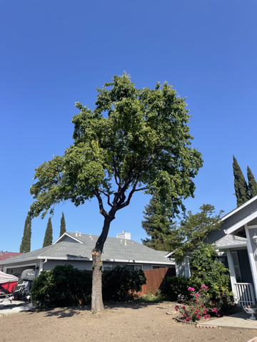 Evolution Tree Service