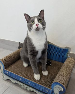 Gray-and-white cat sitting on a blue and tan scratcher bed, looking up with wide eyes.