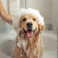 Golden retriever getting a bath, covered in soap suds and looking happy in a bathtub