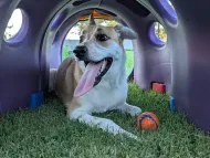 Dog lying in a purple play tunnel, tongue out, with a toy ball on the grass floor.