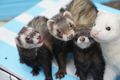 Four ferrets huddle together on a blue-and-white blanket, looking at the camera.