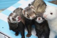 Four ferrets huddle together on a blue-and-white blanket, looking at the camera.