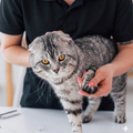 Gray tabby cat being held by a person in a black shirt on a white table