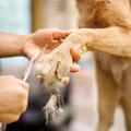 Person trimming a tan dog’s paw fur with scissors while holding its leg