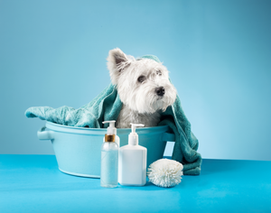 White dog in a blue tub with a towel, surrounded by grooming bottles and a bath puff on a blue background