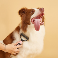 Brown-and-white dog being brushed, tongue out, against a tan background