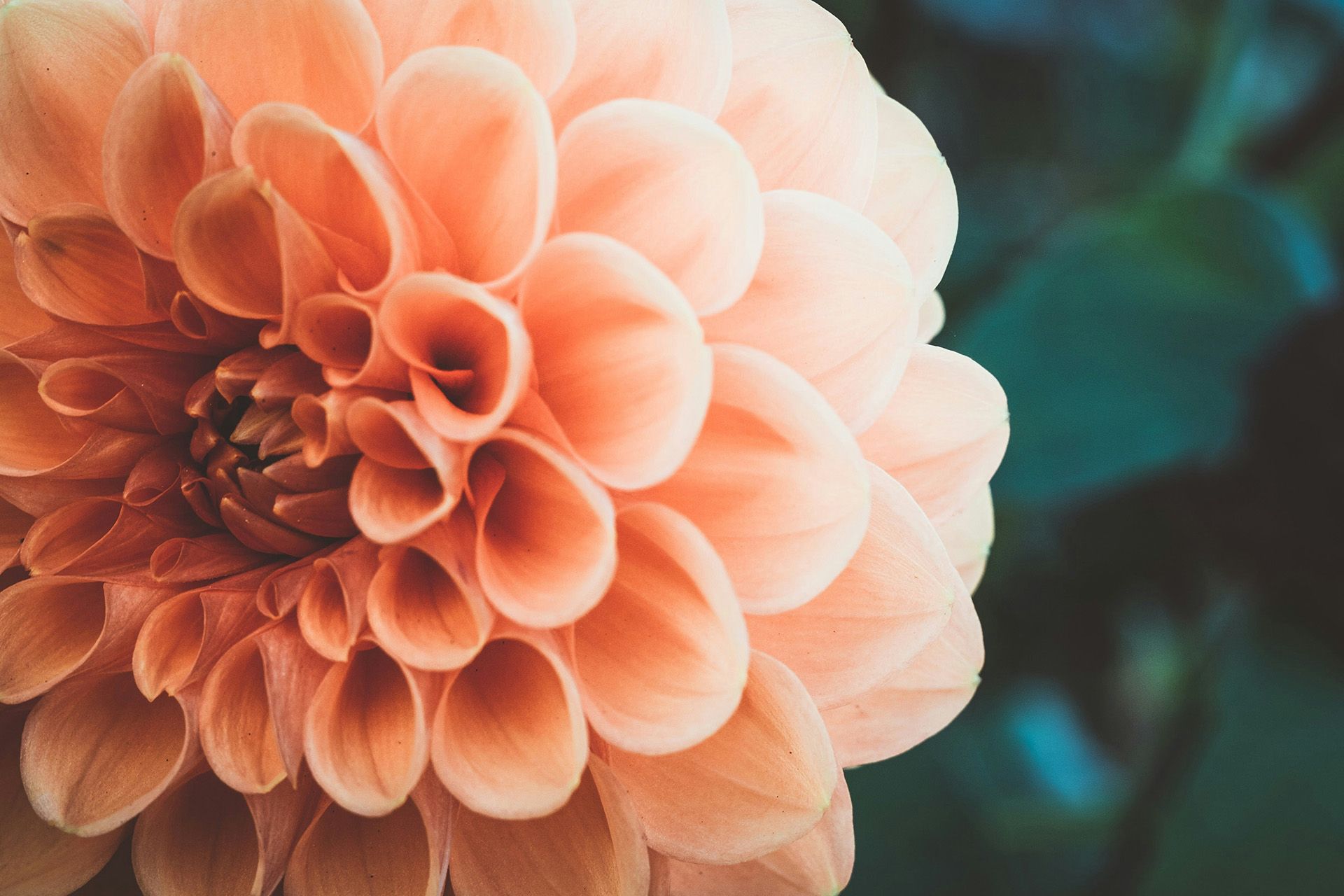 Close-up of a peach-colored dahlia flower with soft petals against a dark blurred background