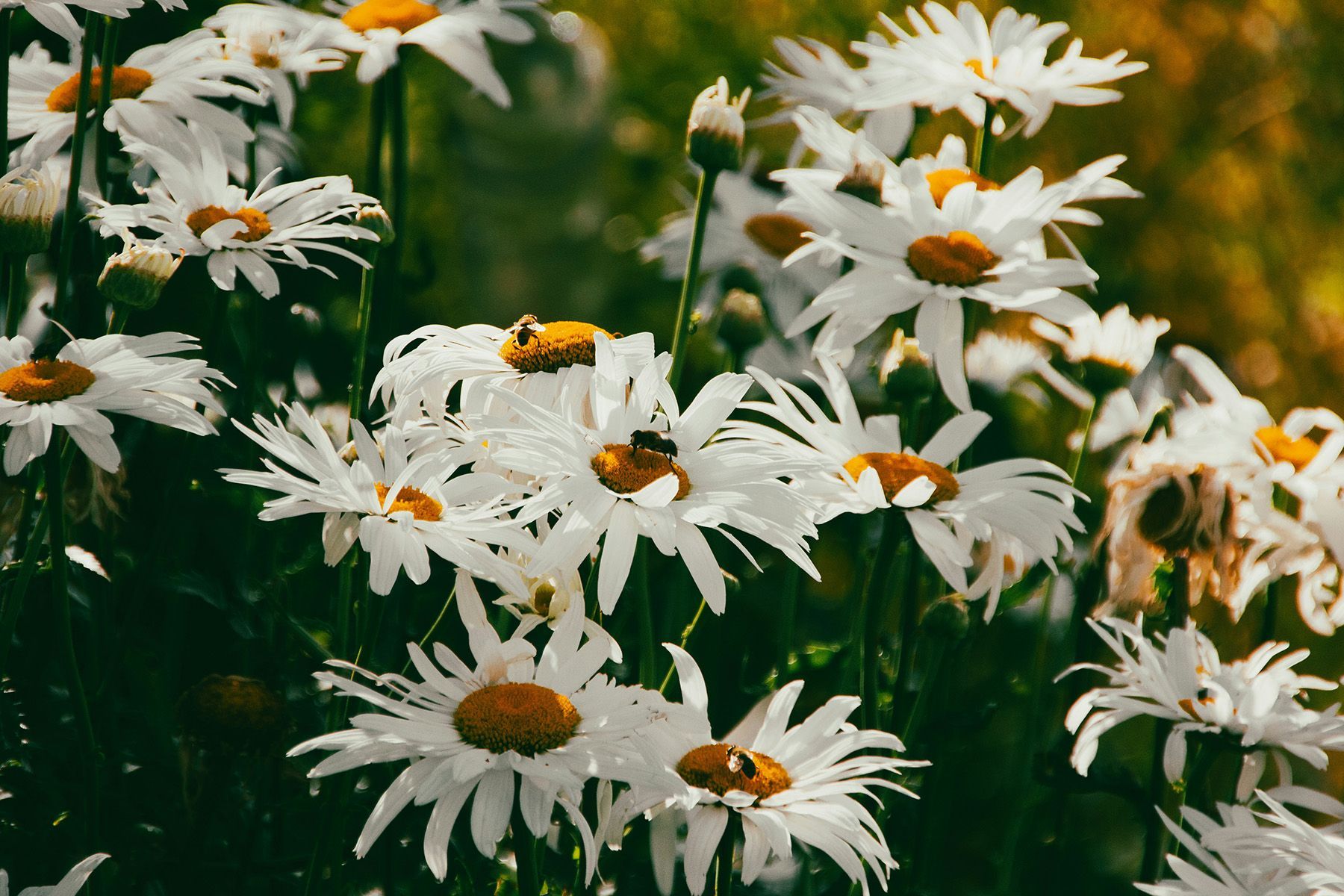 White daisies with yellow centers blooming against dark green foliage