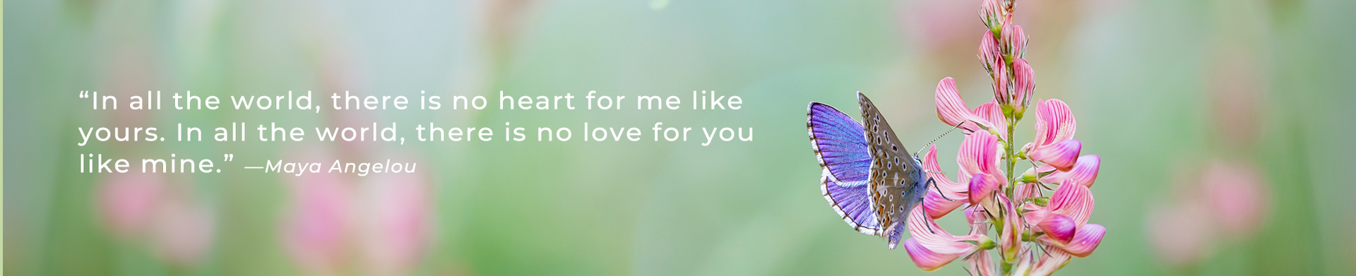 Two butterflies are sitting on a pink flower with a quote on it.