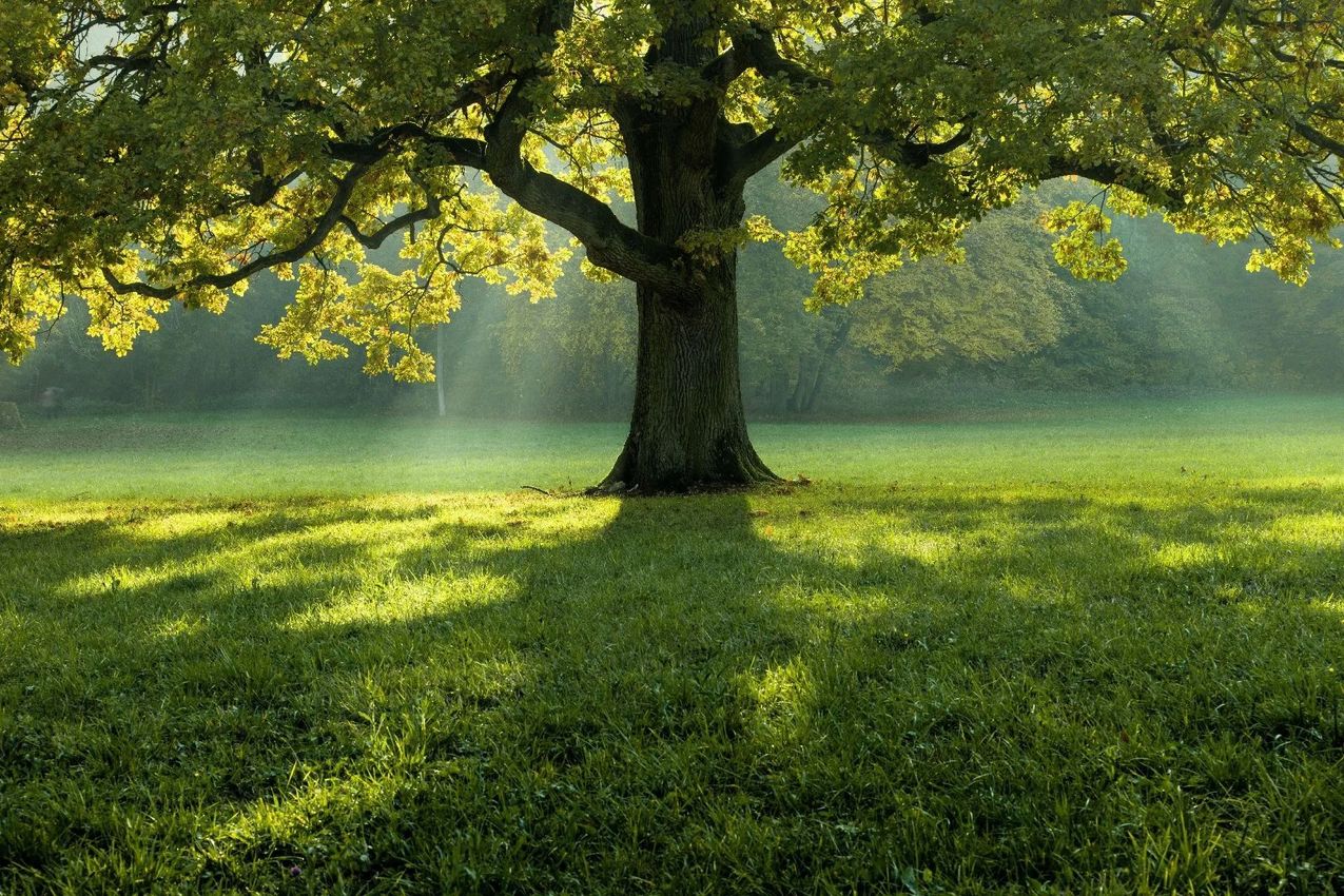 Árbol iluminado por el sol en un prado verde con largas sombras y fondo brumoso.