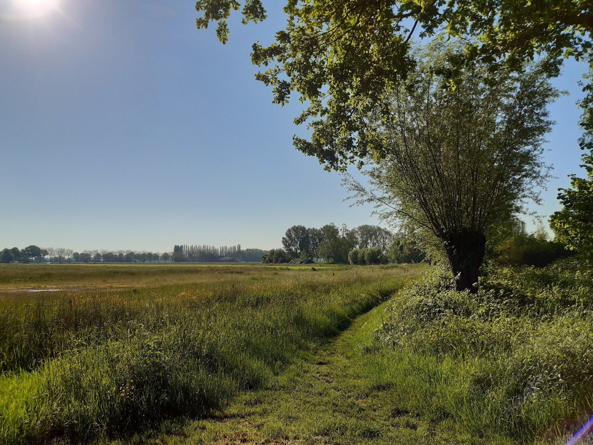 Zonnig landschap: een grasveld met bomen onder een blauwe hemel.