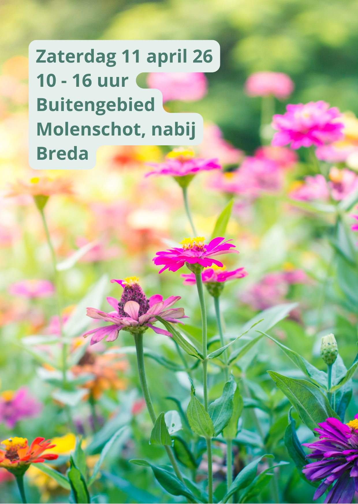 Een kleurrijke bloementuin met tekst die een evenement aankondigt: zaterdag 11 en 26 april, 10-16 uur, Molenschot.