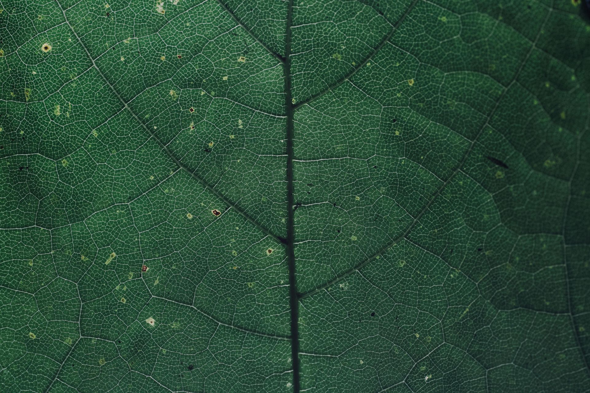 Close-up van een groen blad waarop de nerven en textuur te zien zijn.