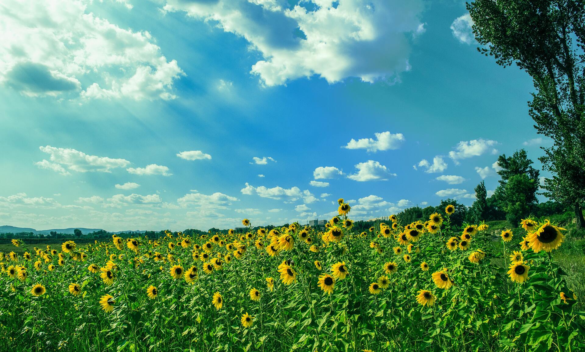 Een zonnebloemveld onder een helderblauwe hemel met hier en daar wolken en zonnestralen.