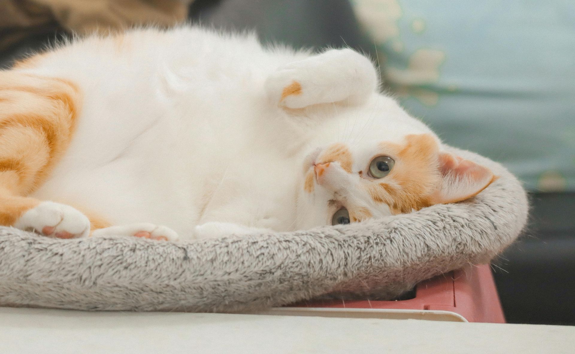 Renting a home with pets