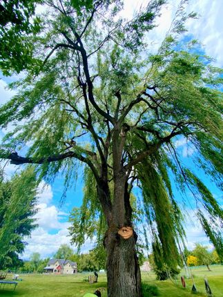 Large weeping willow tree against a blue sky, branches reaching down with green leaves. A house and lawn are visible in the background.