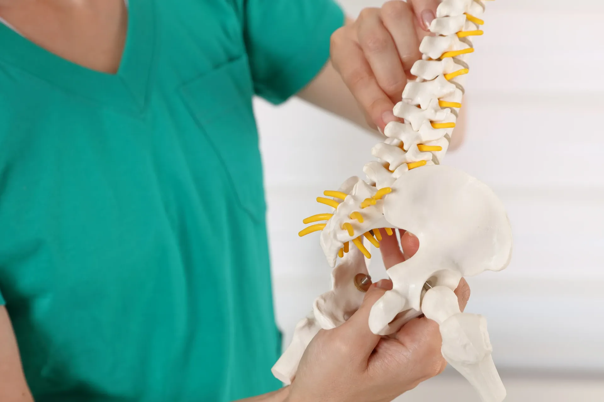 Person in teal scrubs holding a model of a spine, demonstrating its structure — Bourbong Street Physiotherapy Centre in Bundaberg West, QLD