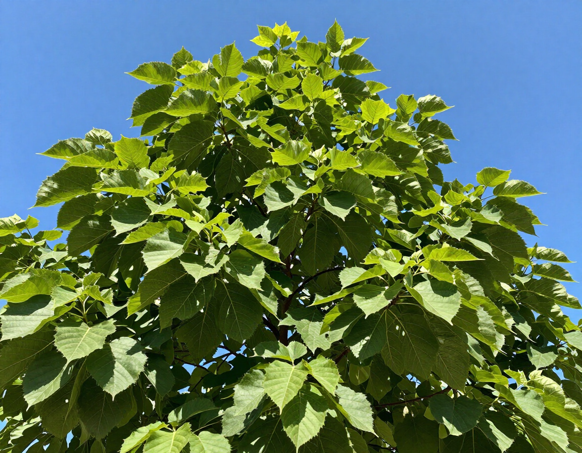 Healthy tree canopy against blue sky