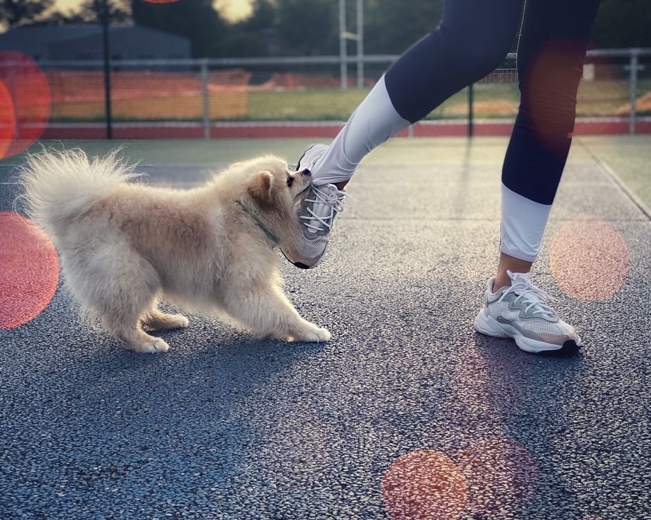 A person is petting a small dog on a tennis court