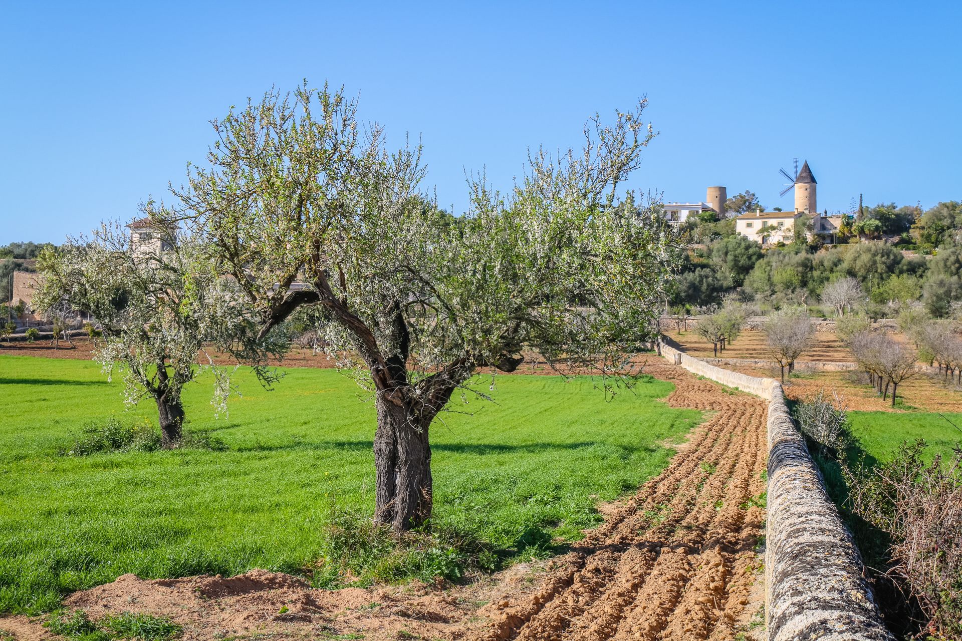 Santa Eugenia, Mallorca, Majorca, Spain