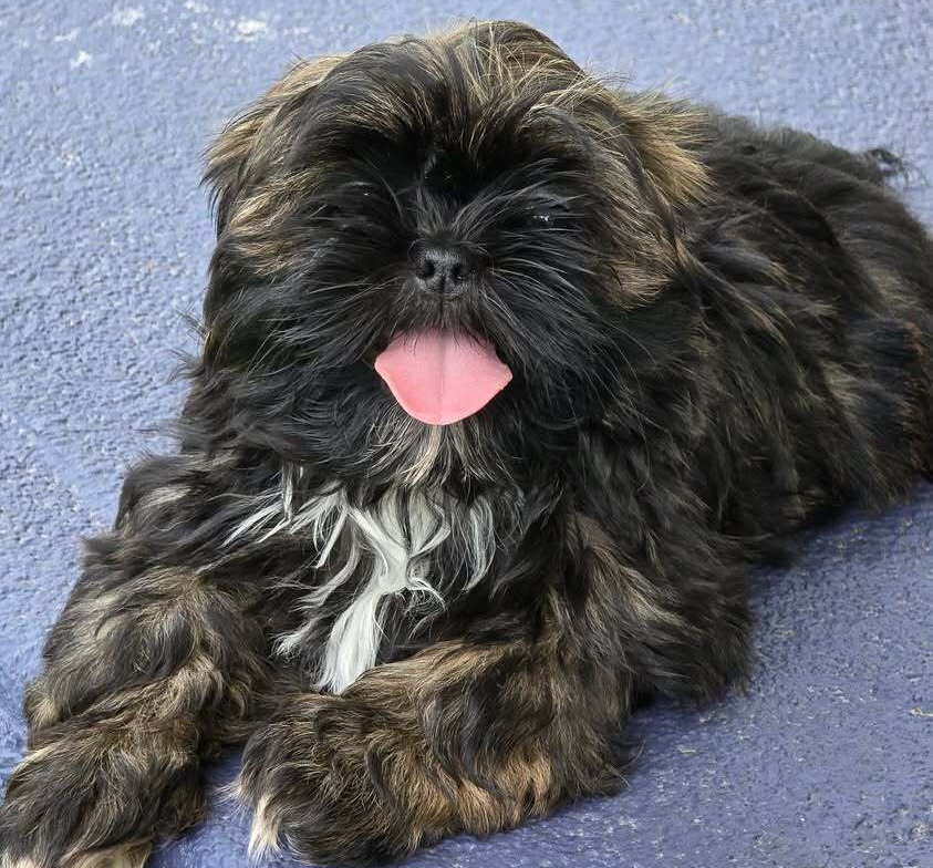 About Gmk Family Shih Tzu