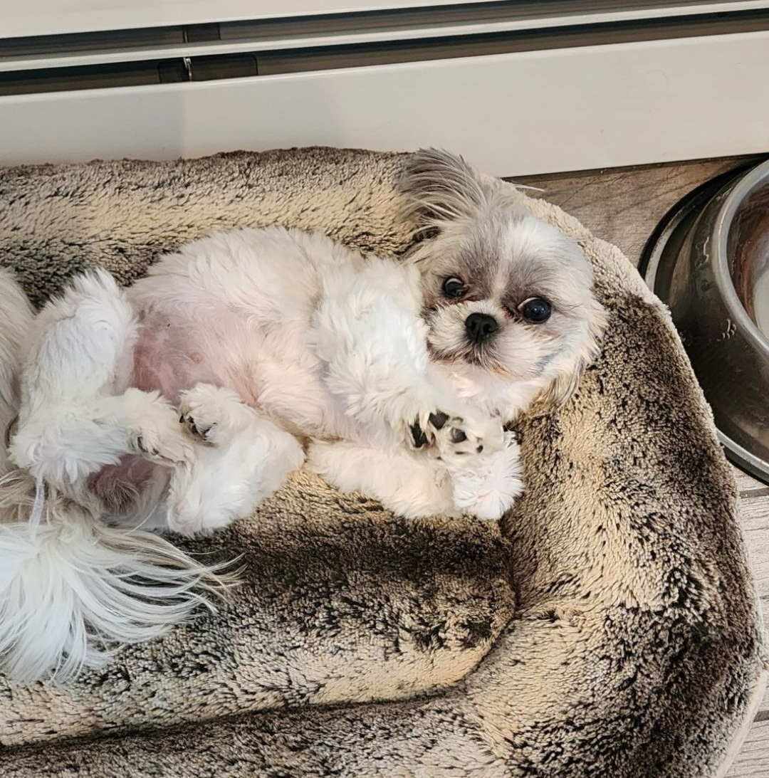Shih Tzu Adoption in Smithfield, RI Shih Tzu Adoption in Smithfield, RI