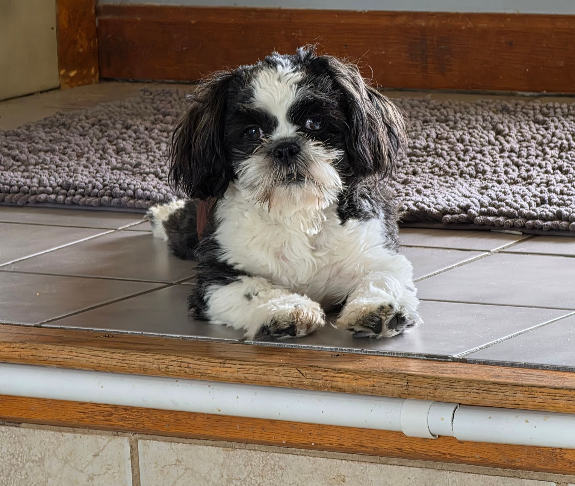 Purebred Shih Tzu in Smithfield, RI Purebred Shih Tzu in Smithfield, RI