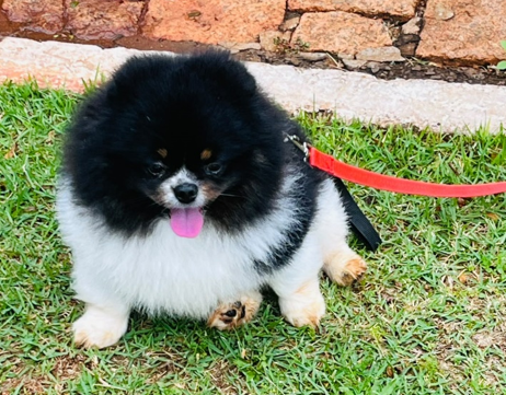 Thor – Pet habitué do Praia Sol Hotel