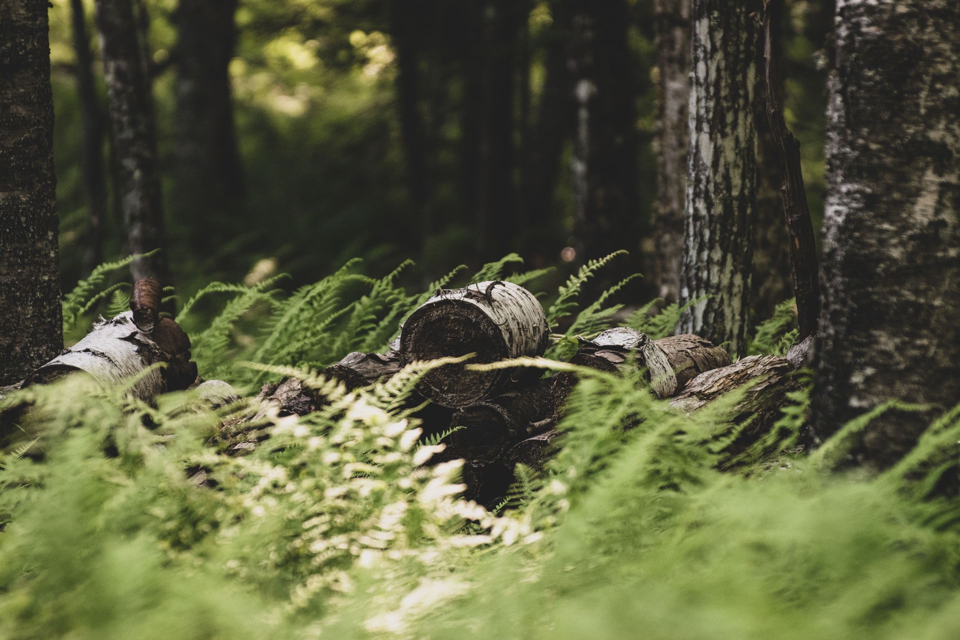 Mossy forest floor with fallen logs and bright green ferns among tall trees