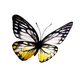 Papillon