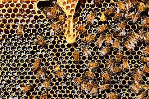 increasing and decreasing temperatures and how they affect the honey bee How Honey Bees change their body temperature