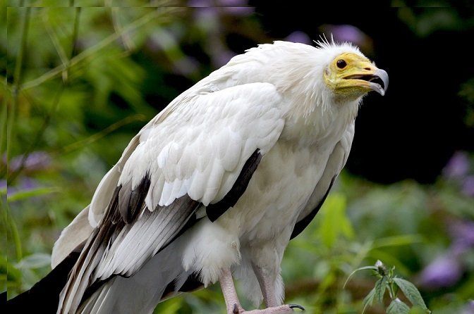 Rare Egyptian Vulture in Ireland Egyptian Vulture travels long distance to Ireland, measuring distances
