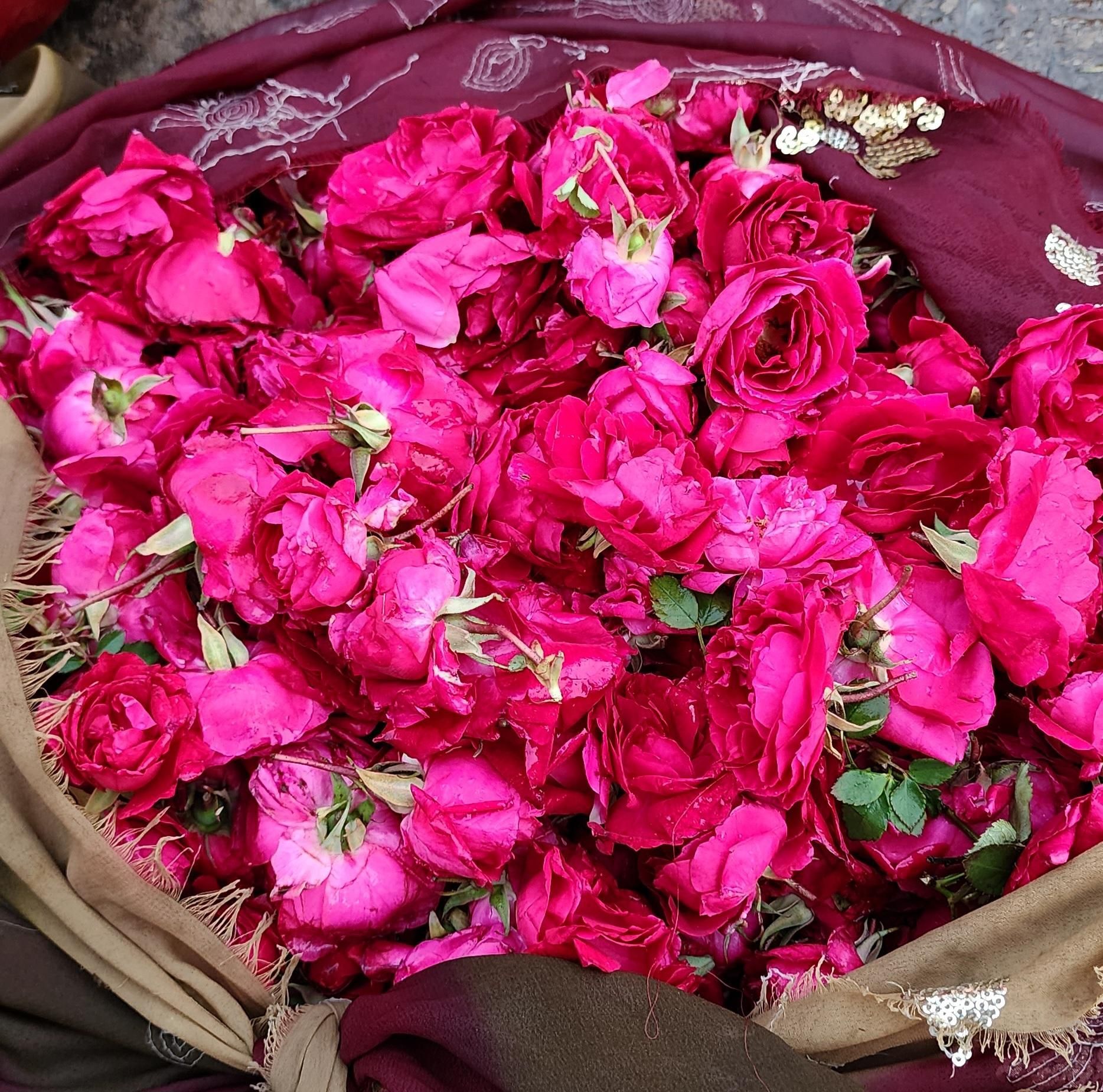 Take time to smell the Roses